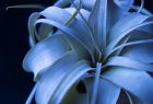 Botanical
